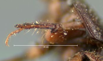 Media type: image;   Entomology 34307 Aspect: front tibia